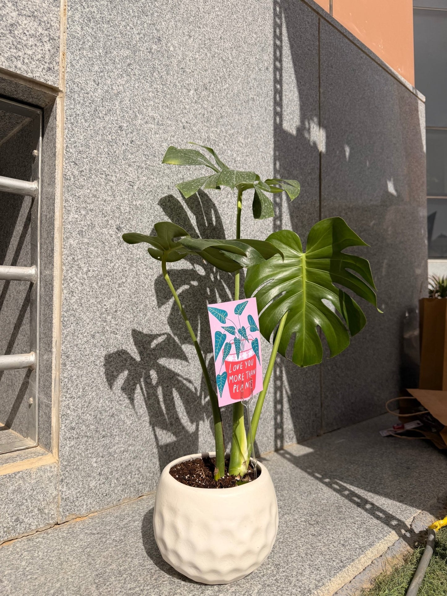 Monstera In Pearl - Bozor GardenWorks