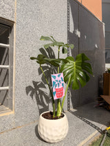 Monstera In Pearl - Bozor GardenWorks