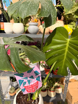 Monstera In Pearl - Bozor GardenWorks