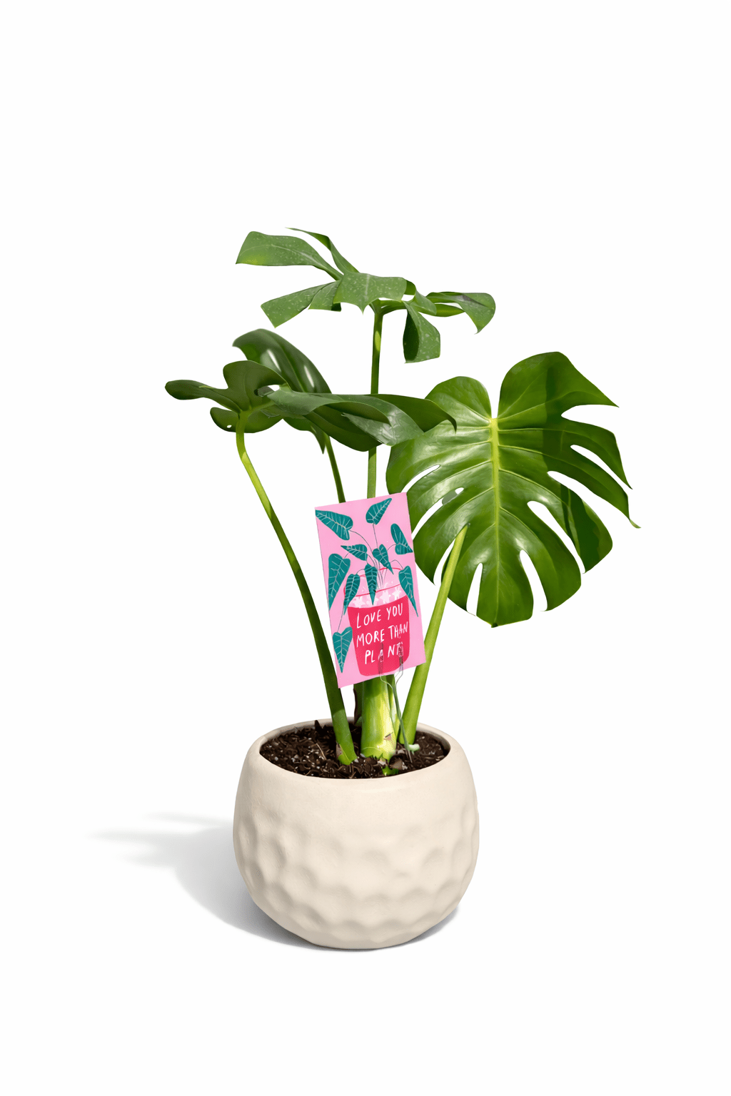 Monstera In Pearl - Bozor GardenWorks