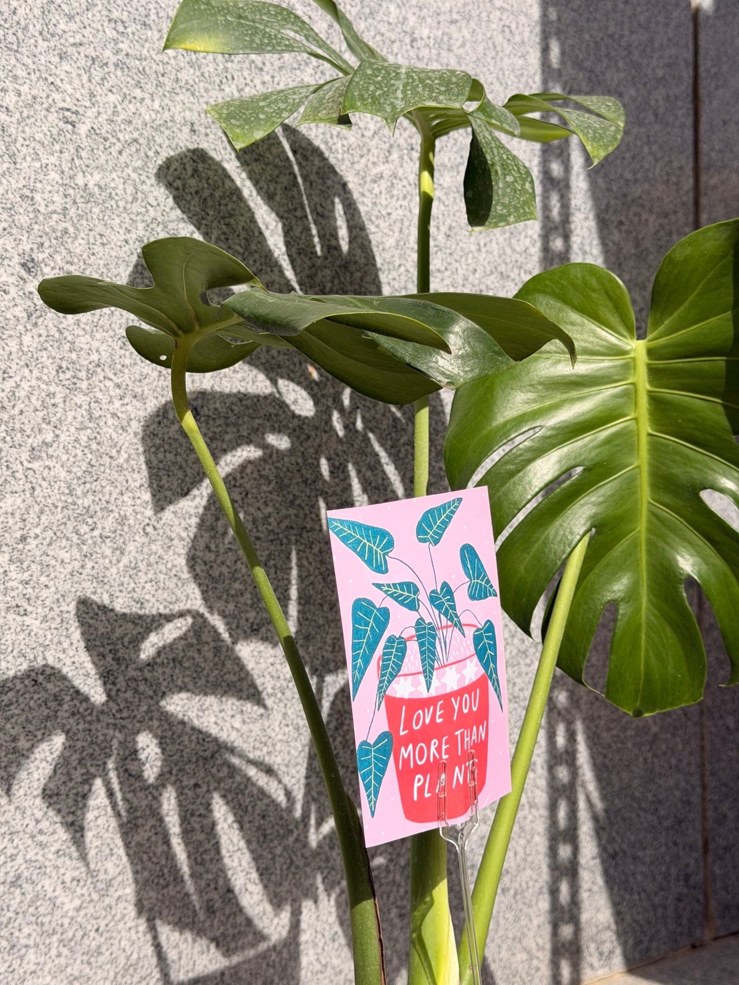 Monstera In Pearl - Bozor GardenWorks