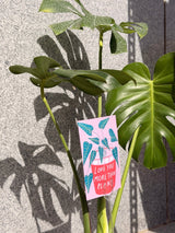 Monstera In Pearl - Bozor GardenWorks