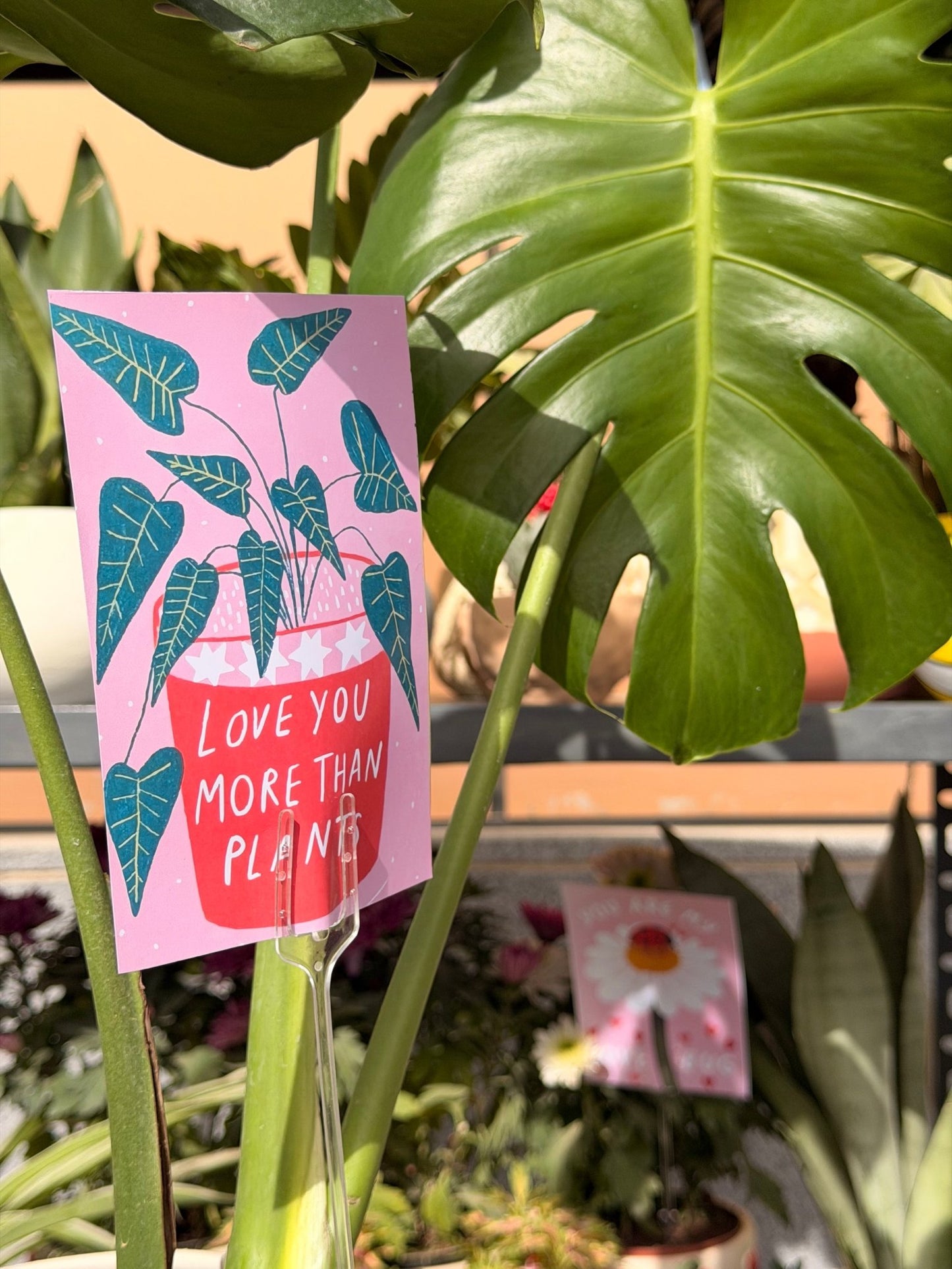 Monstera In Pearl - Bozor GardenWorks