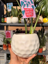 Monstera In Pearl - Bozor GardenWorks