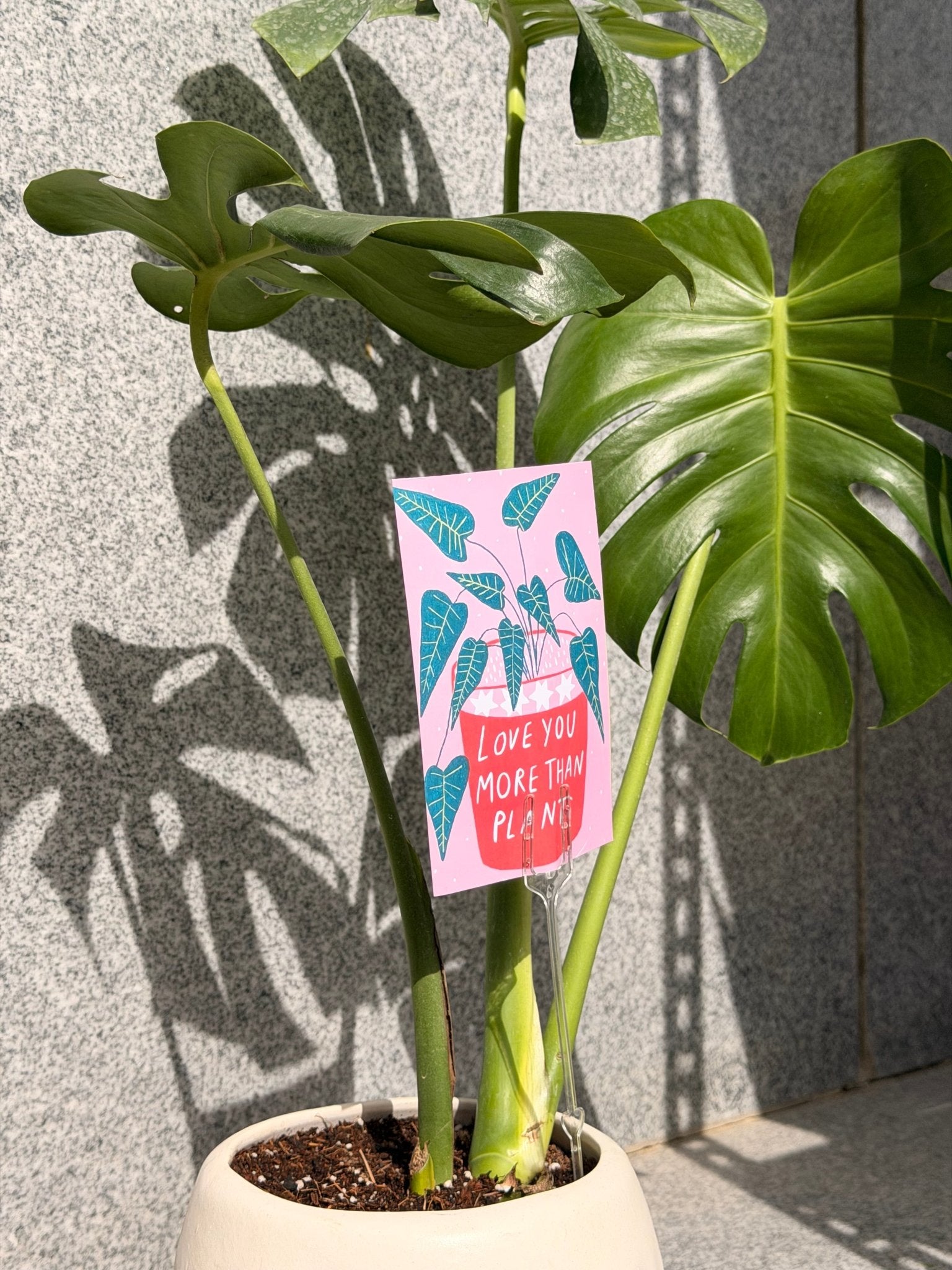 Monstera In Pearl - Bozor GardenWorks