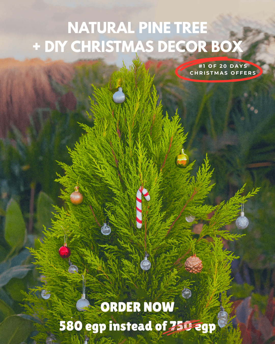 Natural Pine Tree + DIY christmas box - Bozor GardenWorks