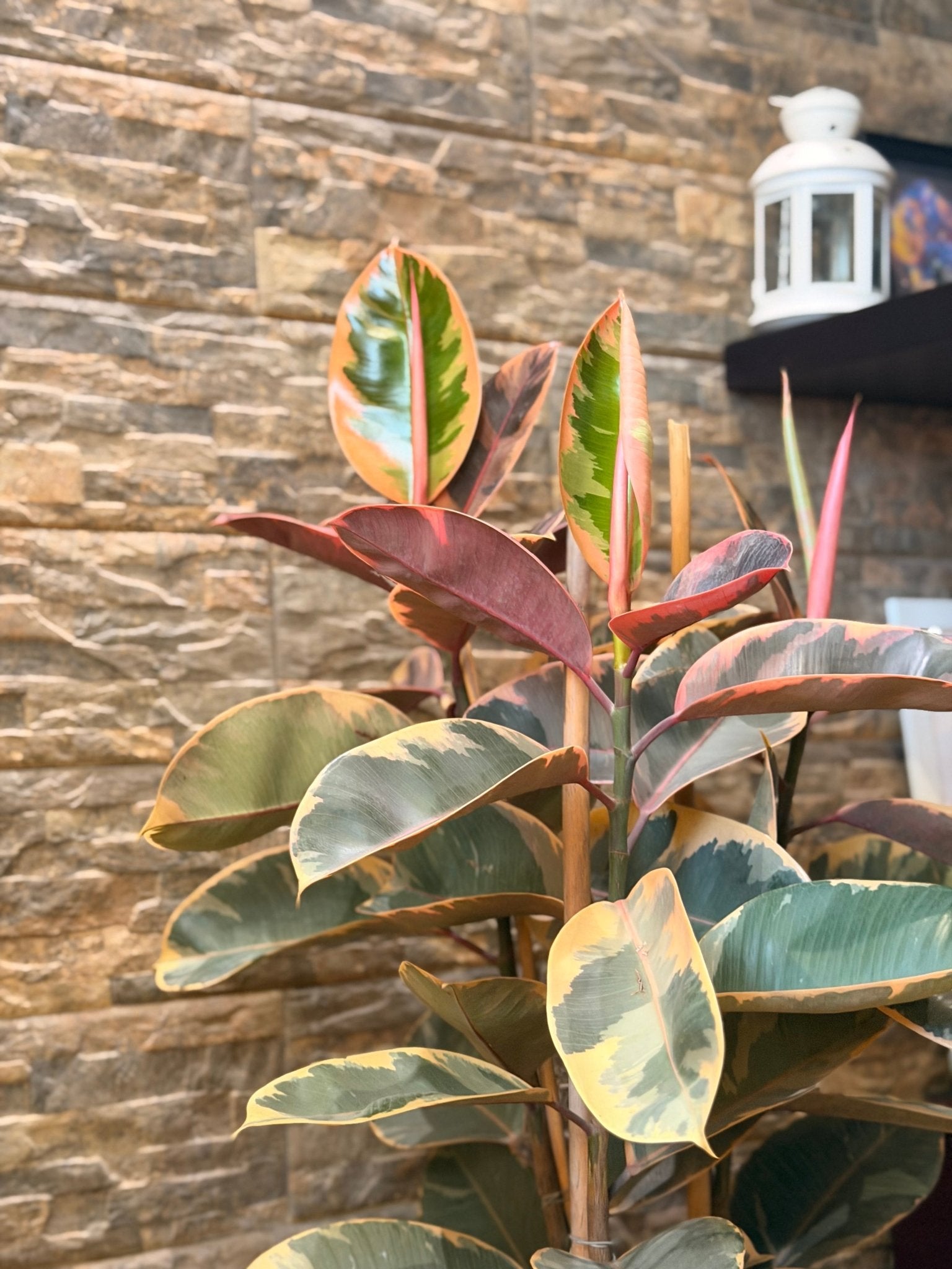 Nova Planter - Bozor GardenWorks