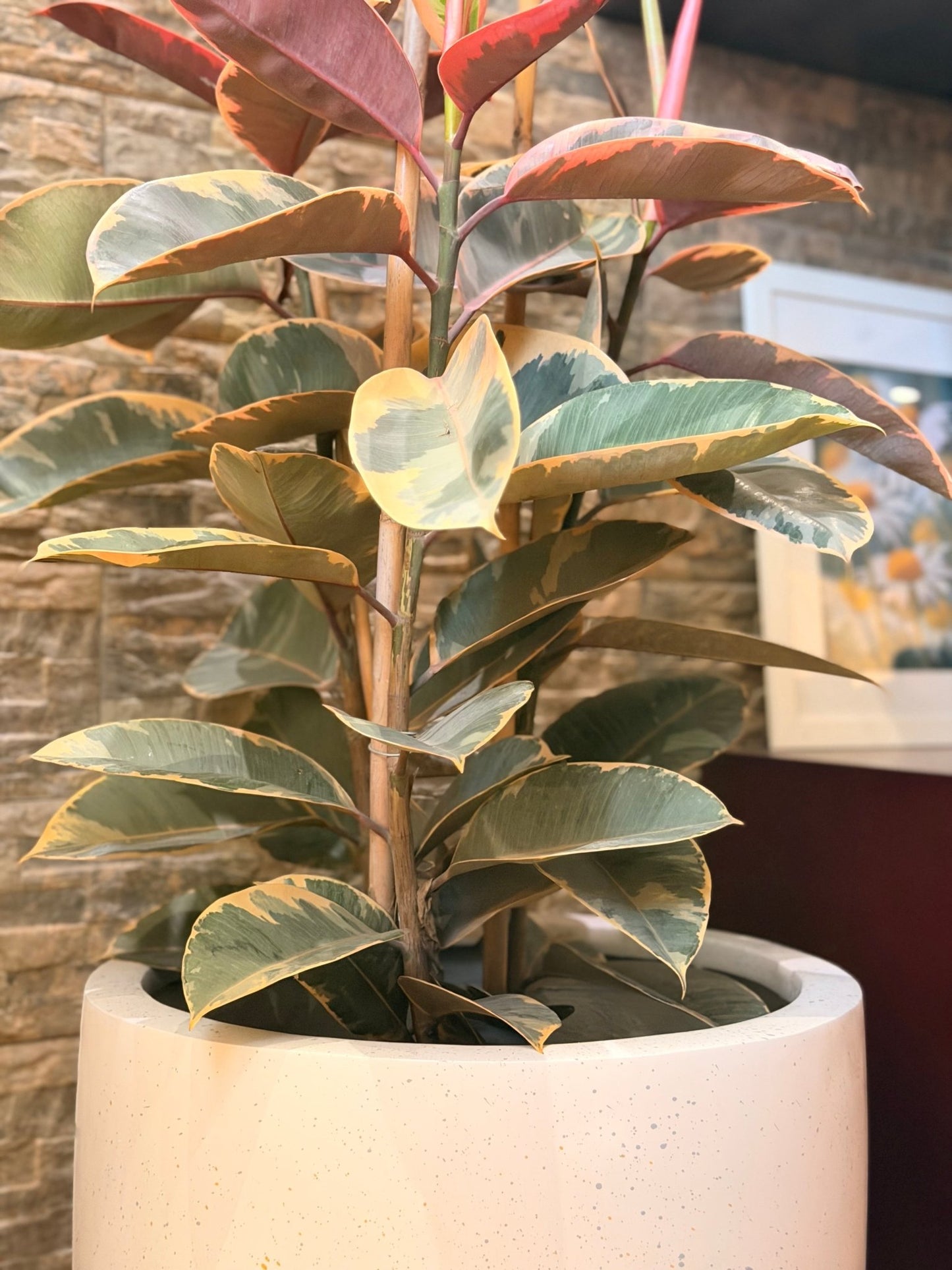 Nova Planter - Bozor GardenWorks