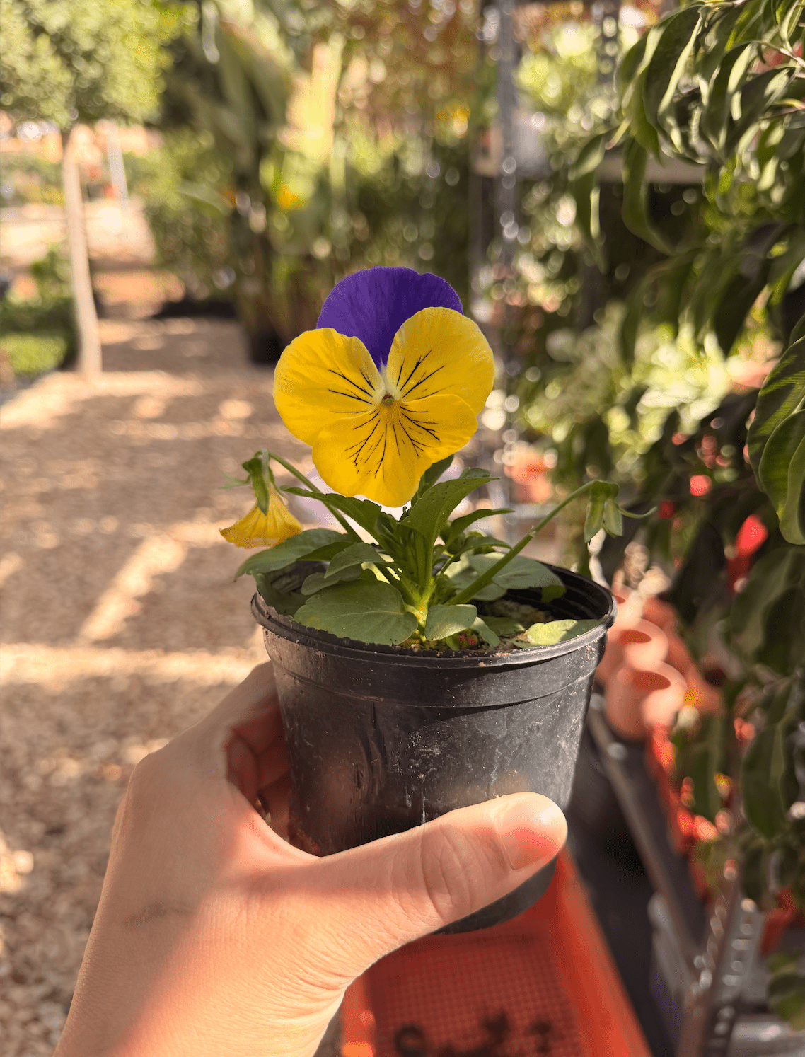 Pansy Flower - Bozor GardenWorks