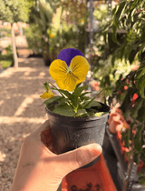 Pansy Flower - Bozor GardenWorks