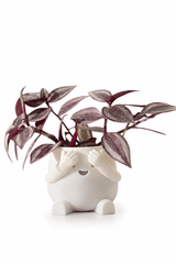 Peek - a - Boo Planter - Bozor GardenWorks