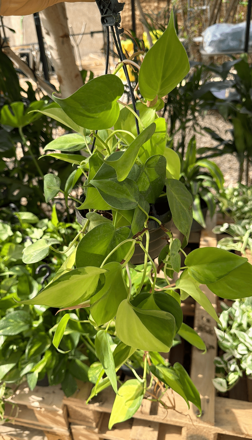 Philodendron Scandes - Bozor GardenWorks