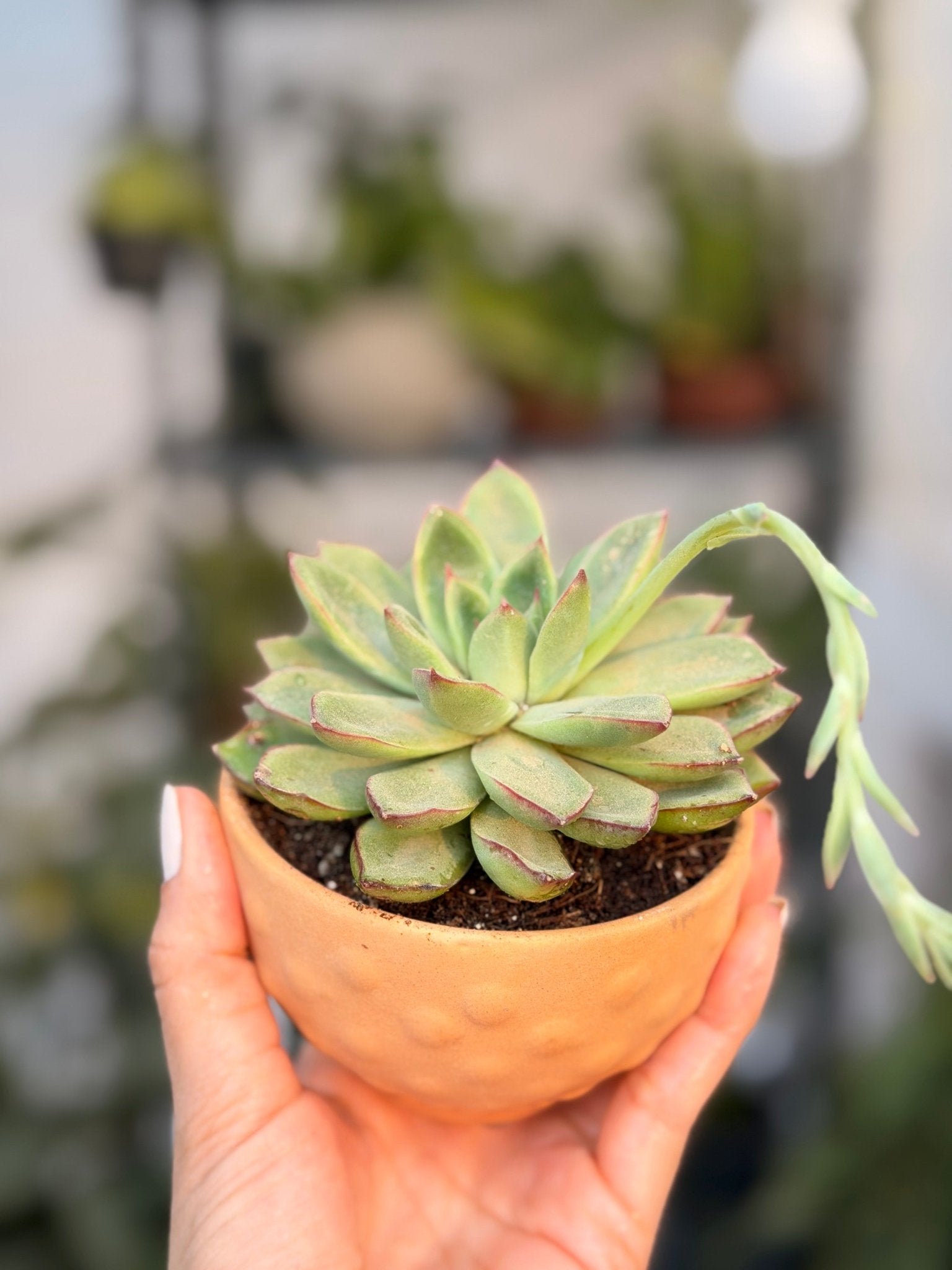 Pop the Rosette! - Bozor GardenWorks