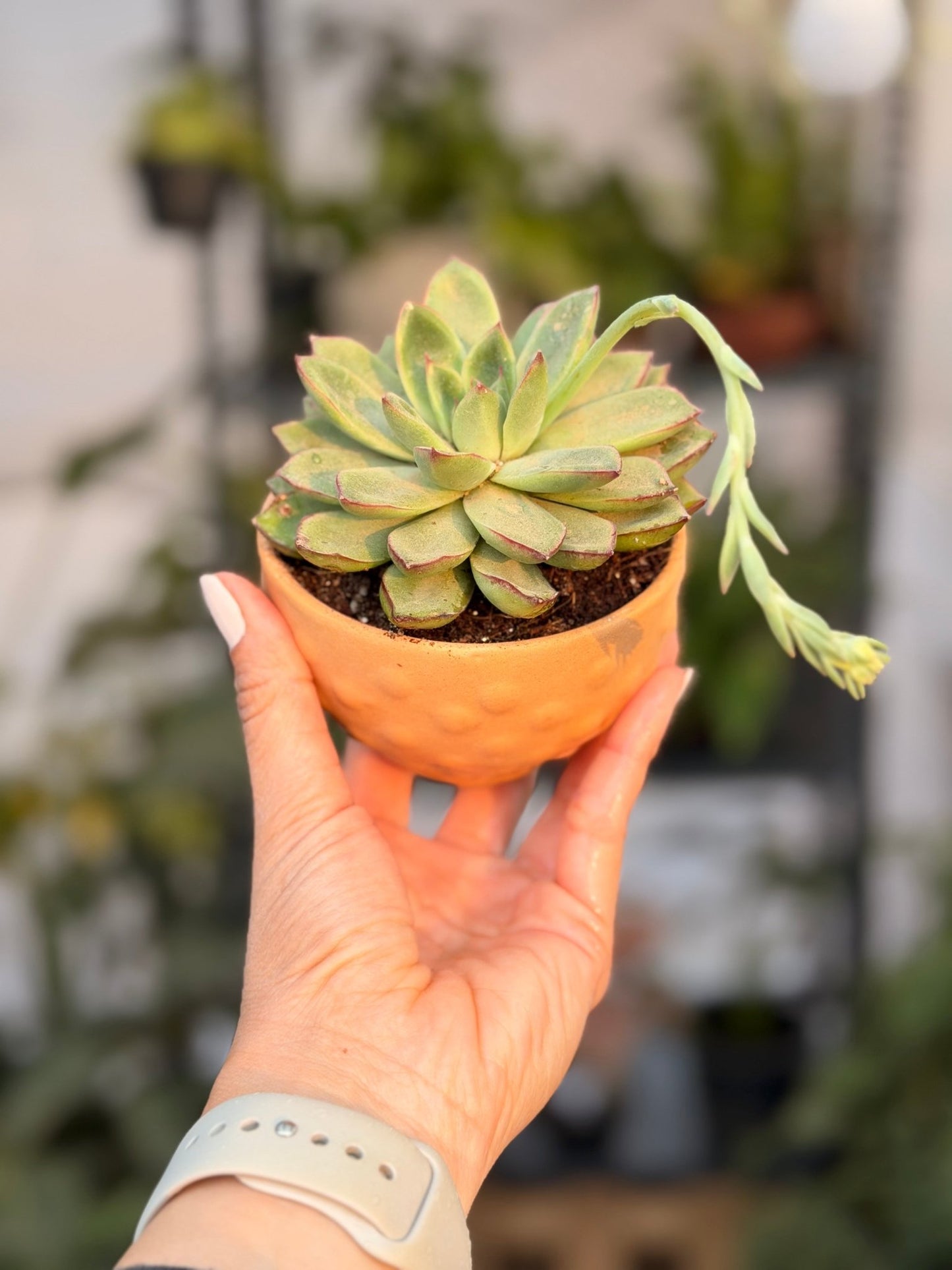 Pop the Rosette! - Bozor GardenWorks