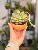 Pop the Rosette! - Bozor GardenWorks