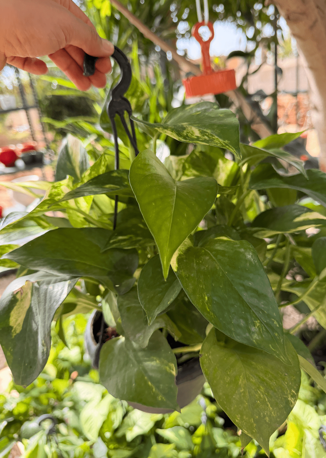Pothos Hang - Bozor GardenWorks