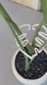 Plant Support