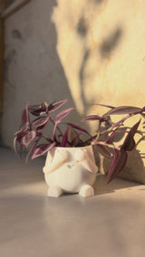Peek-a-Boo Planter