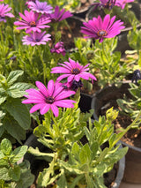 Purple Dimorphotheca - Bozor GardenWorks