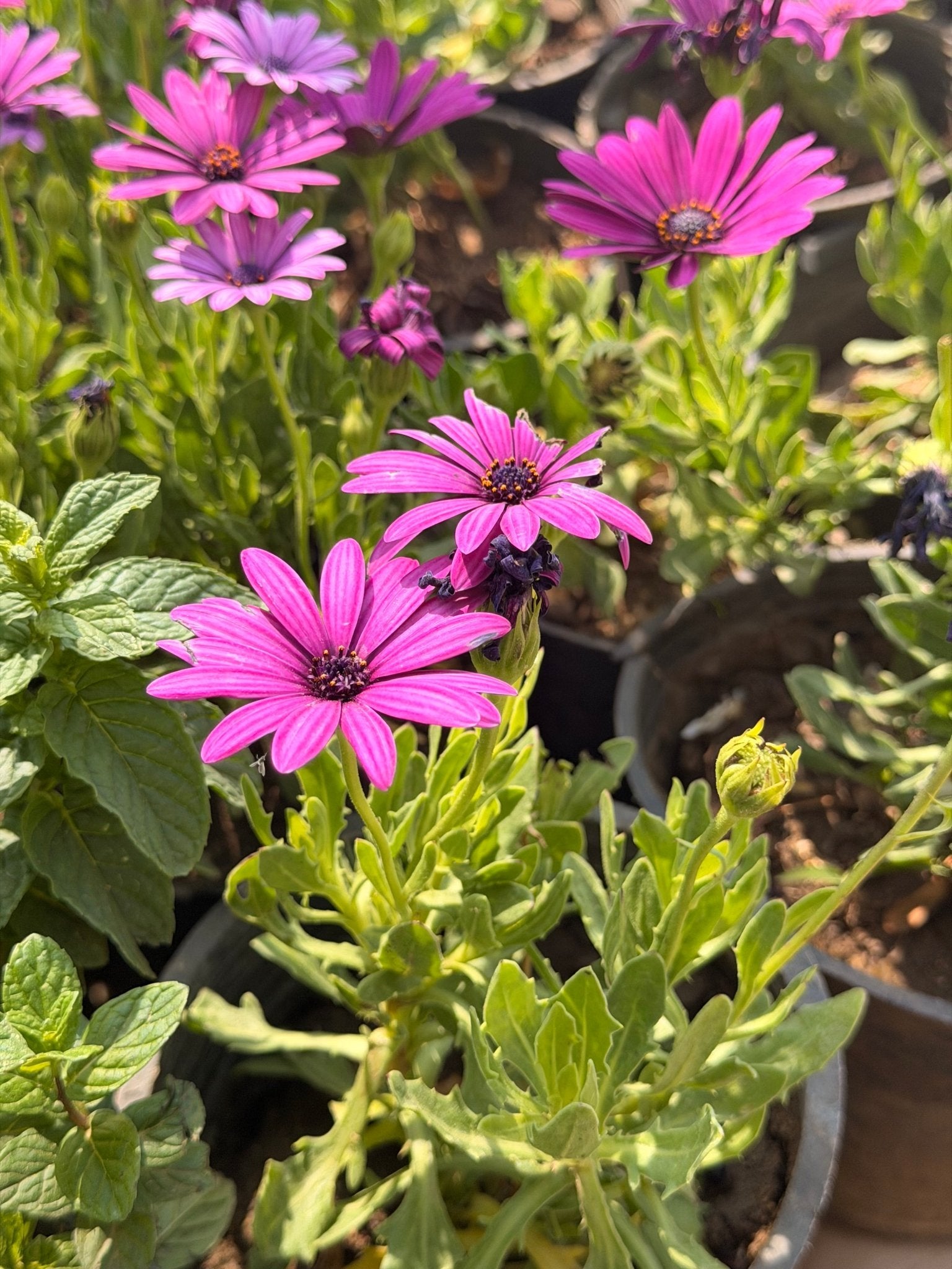 Purple Dimorphotheca - Bozor GardenWorks