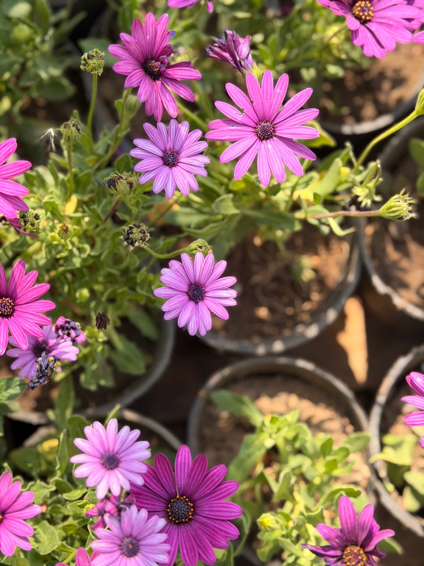 Purple Dimorphotheca - Bozor GardenWorks
