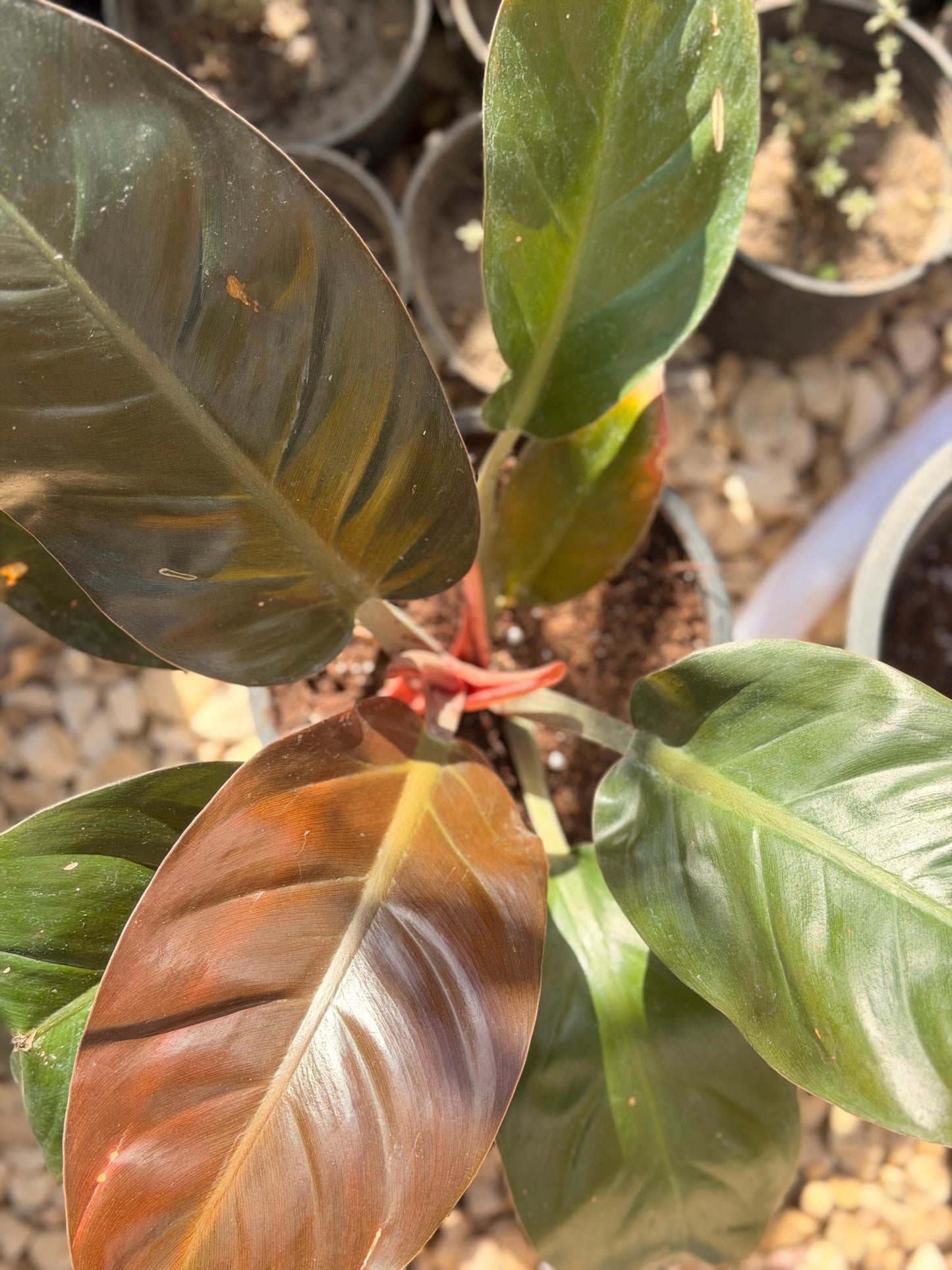 Red Imperial Philodendron (King) - Bozor GardenWorks