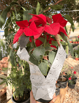 Red poinsettia 4 Flowers - Bozor GardenWorks
