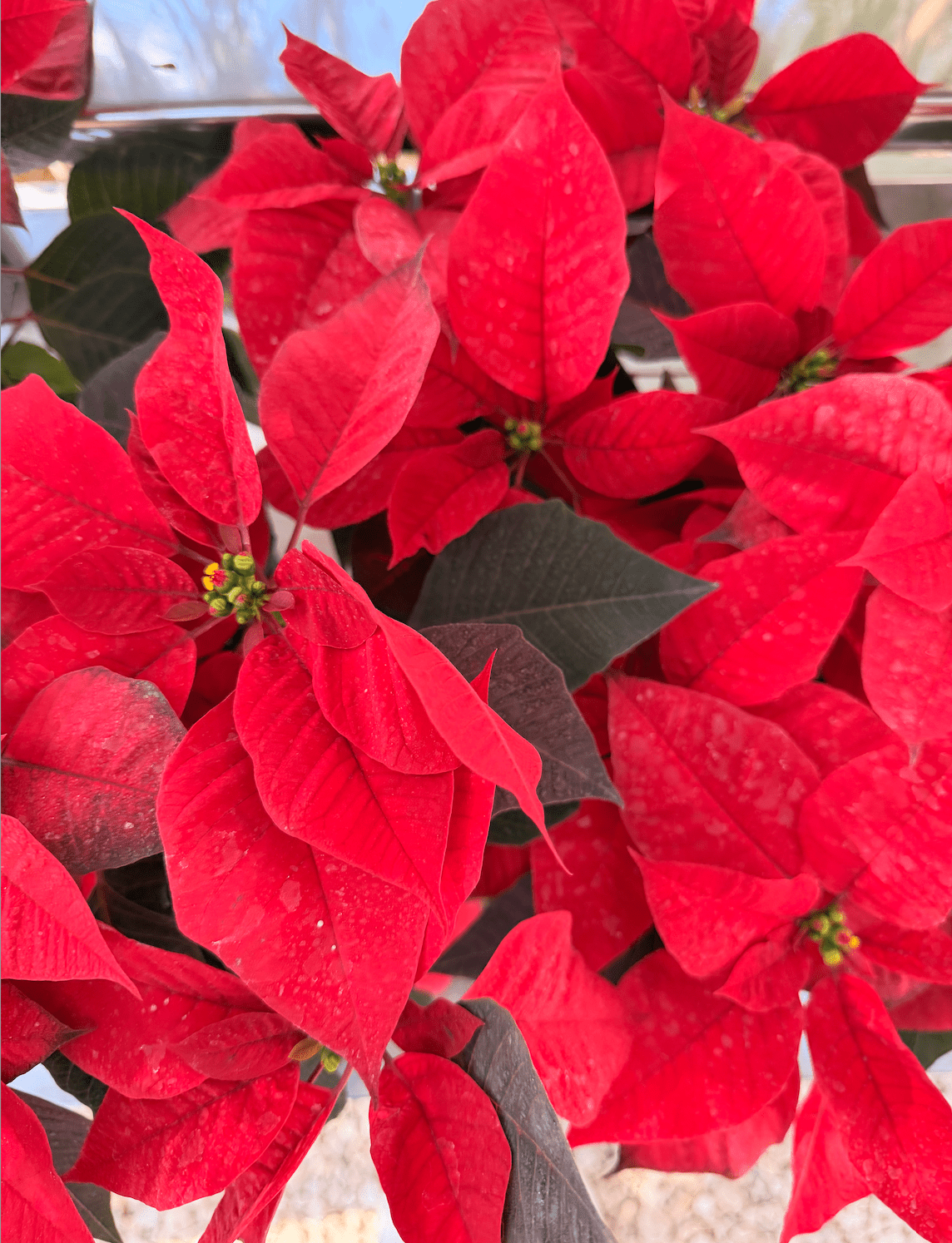 Red poinsettia 4 Flowers - Bozor GardenWorks