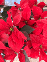 Red poinsettia 4 Flowers - Bozor GardenWorks