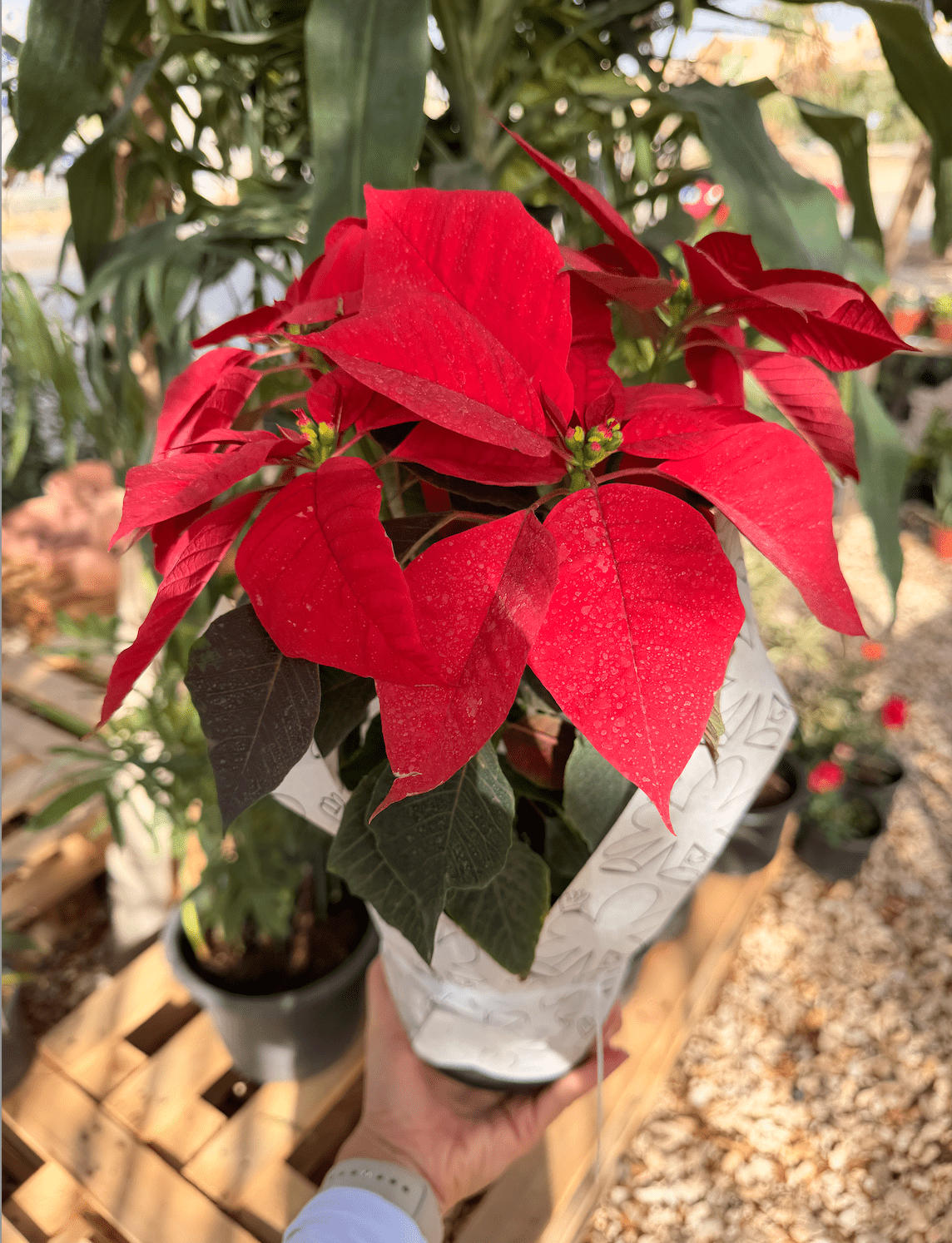 Red poinsettia 4 Flowers - Bozor GardenWorks