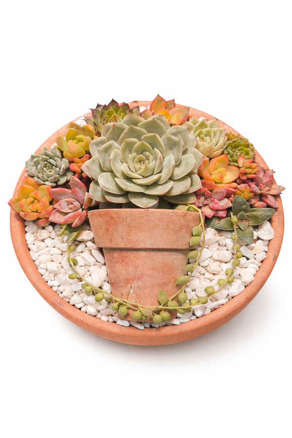 Rose Garden - Bozor GardenWorks