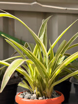 Spider Plant — 10 cm Pot - Bozor GardenWorks