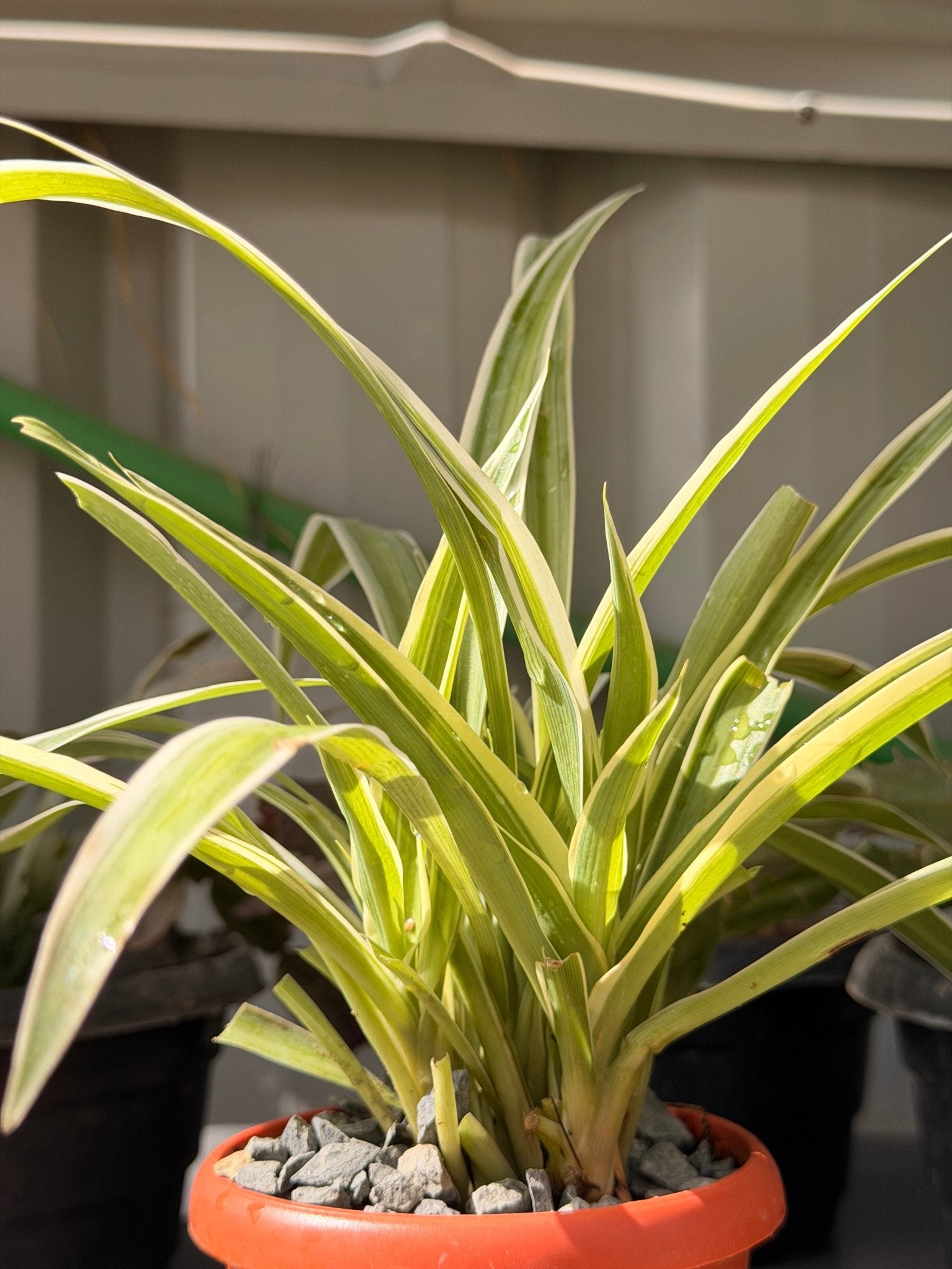 Spider Plant — 10 cm Pot - Bozor GardenWorks