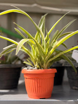 Spider Plant — 10 cm Pot - Bozor GardenWorks