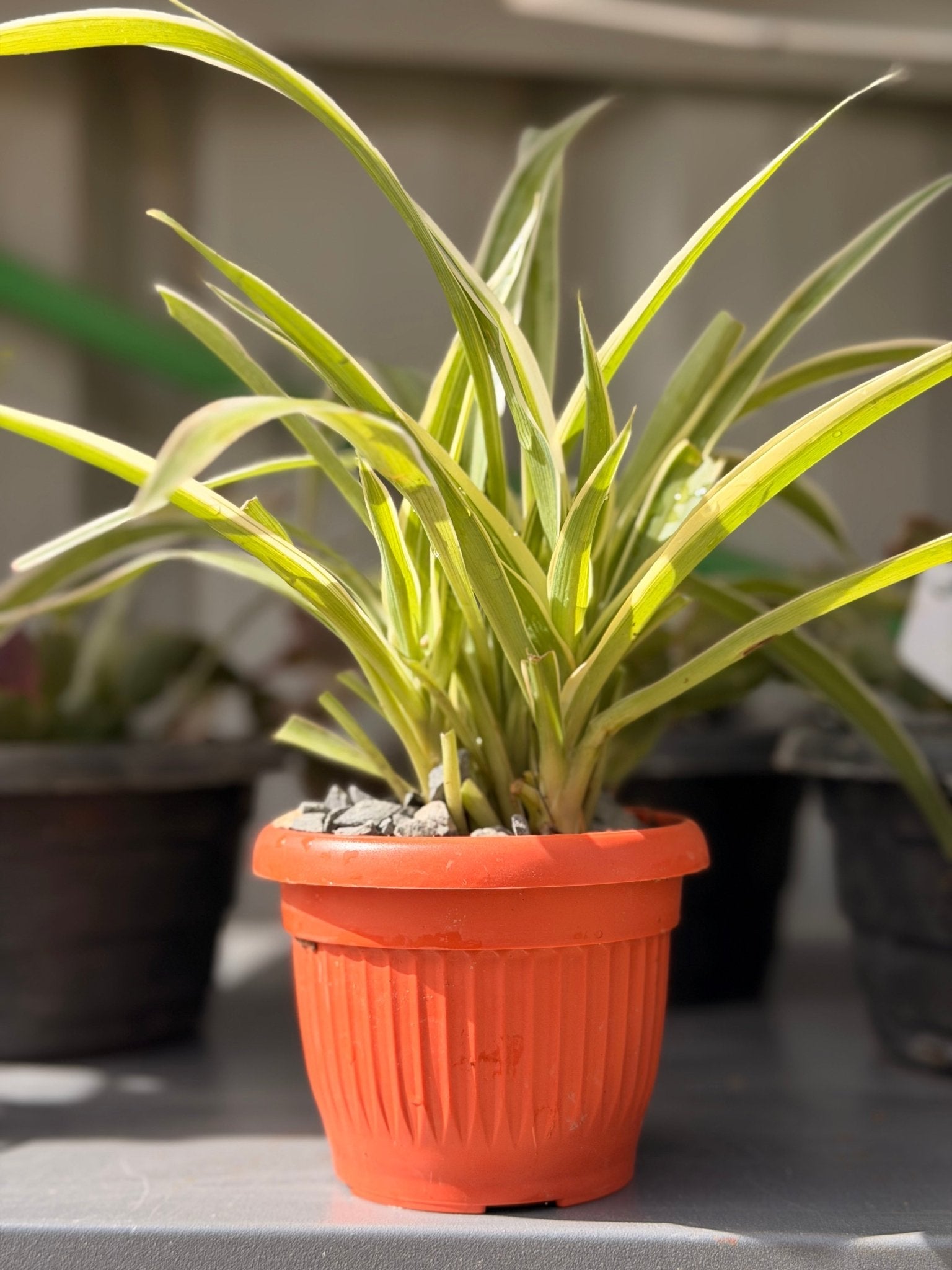 Spider Plant — 10 cm Pot - Bozor GardenWorks