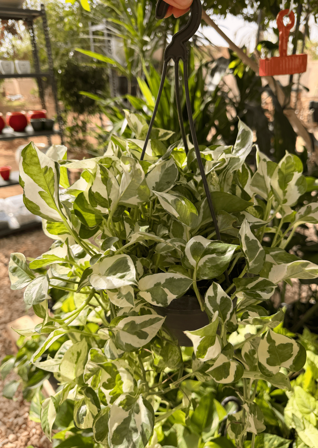 White Pothos - Bozor GardenWorks